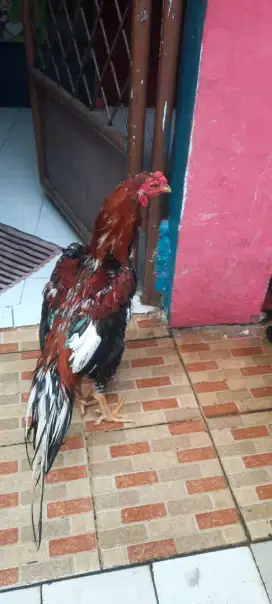 Ayam Bangkok Panus Trad x shamo japan+ ganoi