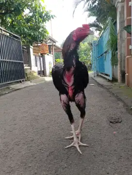 Ayam Bangkok ORI