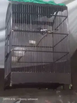 Kandang burung kacer