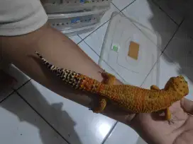 Gecko Jumbo 28cm
