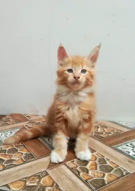 Kitten MaineCoon betina pure BKN mix. Induk Ped CFA Maine Coon