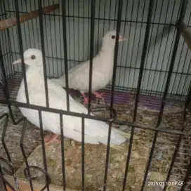 Puter albino mm