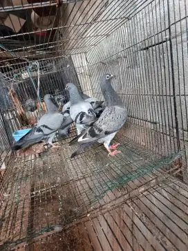 Anakan merpati pos, belum naik genteng