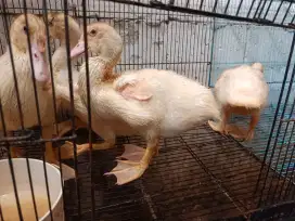 Anakan minti jumbo umur sekitar 1 bulan lebih