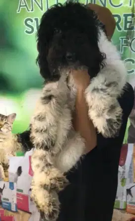 Giant poodle betina dan jantan stambom