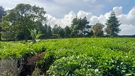 Kebun Teh Produktif Lt. 4,5 Ha, Omzet 12 Ton / Bln, Purwakarta.