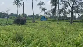 Jual Tanah di Desa Palasari, Legok - Tangerang, Banten