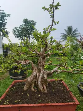 Bonsai Sianci ( Barbados Cerry)