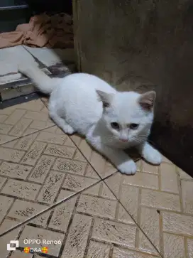 Kucing kitten jantan Persia mata putih!.