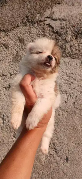 Minipom non stb