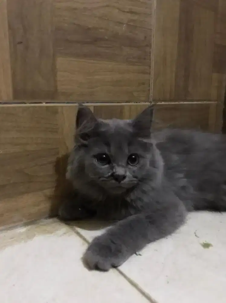 Kitten BSH female non ped murmer