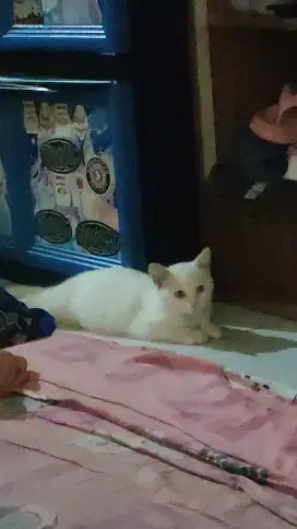 Kucing kitten jantan Persia!.