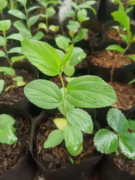 Jual Tanaman Bidara Arab
