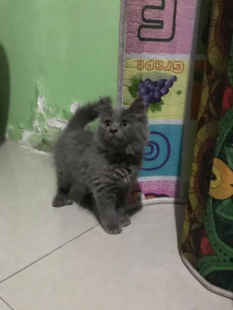 BSH female 3 bulan