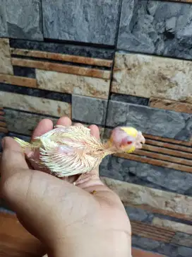 Anakan Falk australi