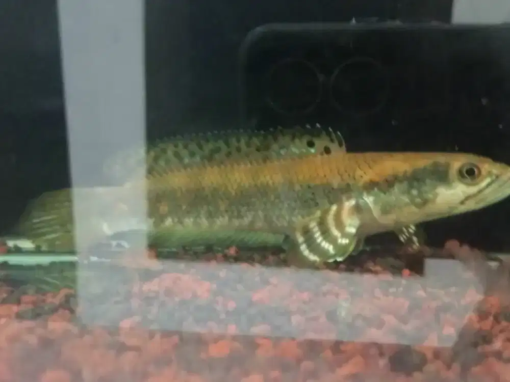 Ikan channa blue pulcra