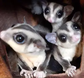 Sugar Glider Classic Grey — Si Peluncur Manja dari Surga Marsupilami!
