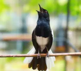 Burung kacer gacor dor