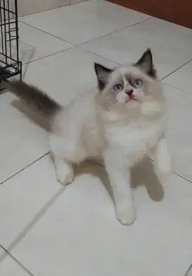 Kucing ragdoll mata biru bicolor simetris
