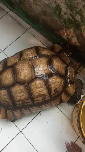 Kura-kura Sulcata Dewasa
