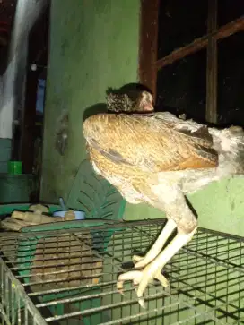 Ayam betina x shamo assel