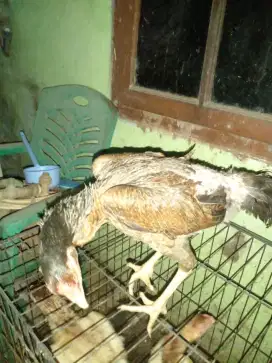 Ayam betina x shamo assel