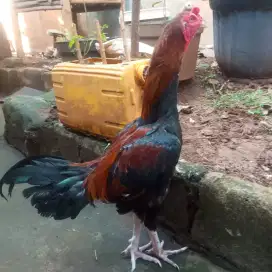 Ayam Mangon x pakhoy