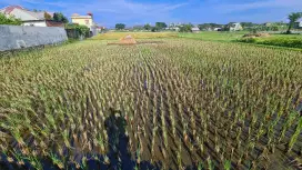 Dijual Tanah Sawah lokasi strategis seluas 1000 m2 atau 10 are