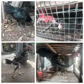 Jual Borongan aja