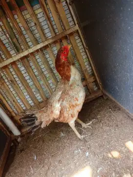Jual/Barter ayam biang Shamo Assel x Mangon