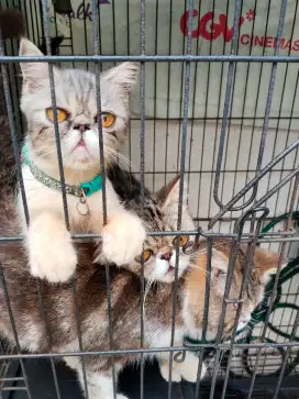 Jual Kitten Persia murah