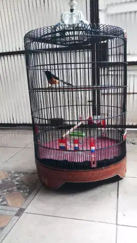 Murai medan rumahan gacor burja