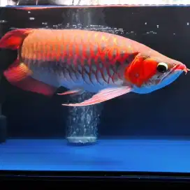 ARWANA SUPER RED SUMO 58cm UP