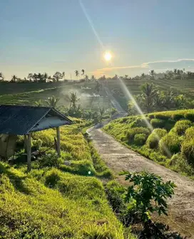 BUC‼️ DIJUAL SAWAH DI SELEMADEG TIMUR TABANAN