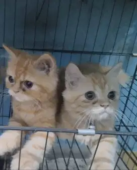 Lepas adopsi 2 kucing betina kitten 4bln