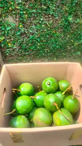 Alpukat mentega Miki Cipedak