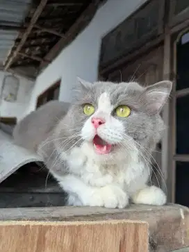 Kucing jantan persmed udah proven cocok untuk peliharaan