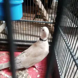 Jual burung puter rawatan