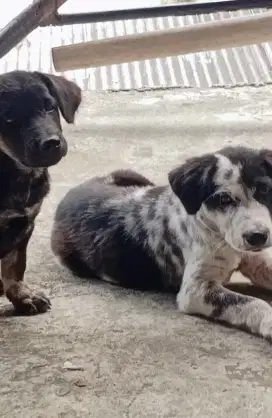 dogy campura ras bali dan kampung