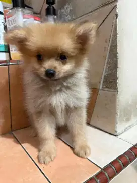 Baby Pomeranian puppy Pom