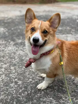 Anjing Pembroke Welsh Corgi Jantan Good Quality