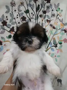 Anjing Shitzu 1,5 bulan jantan