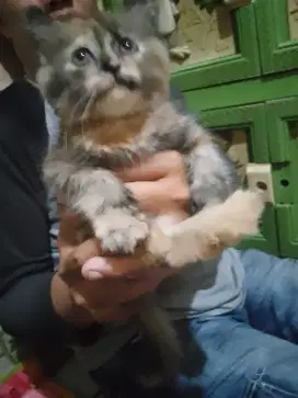Kitten Persia warna Torti umur 3 bln