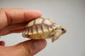 Kura-kura Sulcata 5.5cm