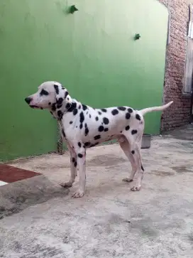 DALMANTIAN JANTAN
