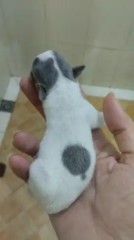 Chihuahua size mini