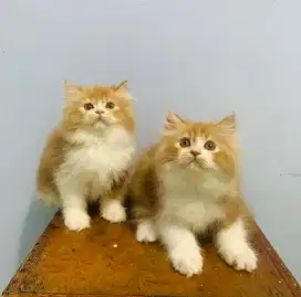 Persia flatnose  Calico dan Oren putih