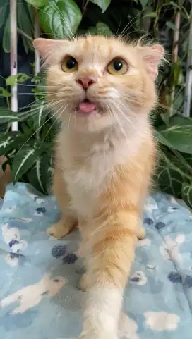 Lepas adopt kucing persia