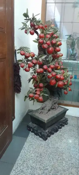 Pohon Giok Asli Persik Peach