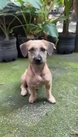Ganti pakan saja mix tekel